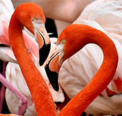 818 Intermediate Holding RS Ltd. Co.